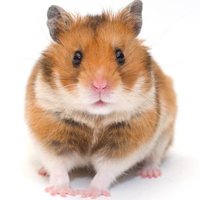 ユーザーアイコン