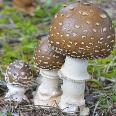 ユーザーアイコン