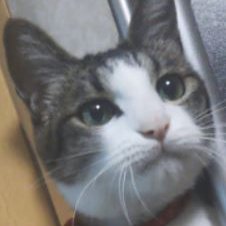 ユーザーアイコン