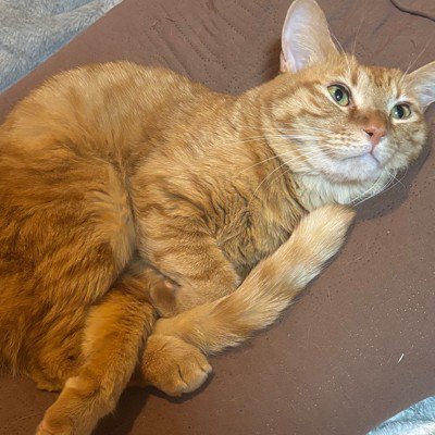 ユーザーアイコン