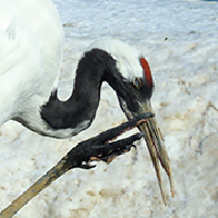 ユーザーアイコン