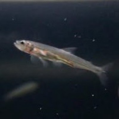 ユーザーアイコン